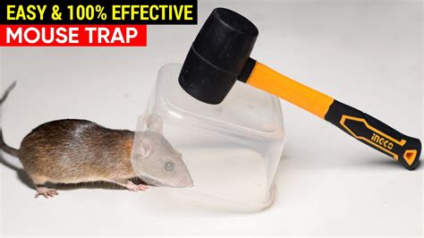 Best And Easy Mouse Trap Bucket Diy Mouse Trap Rat Trap Homemade