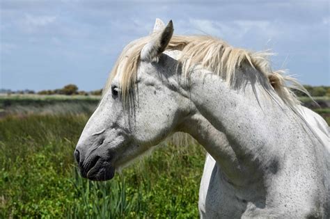 100 Grey Horse Names Ideas For Airy And Spirited Horses Pet Keen