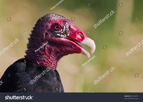 Ugly Turkey Vulture Profile Portrait Stock Photo 67146397 Shutterstock