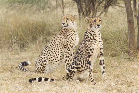 Top 25 Facts About The King Cheetah Africas Rarest Cat