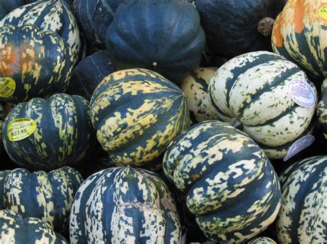 Squash Free Stock Photo Image Picture Squash Gourds Royalty Free