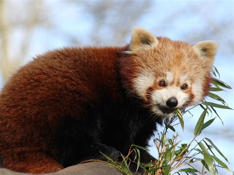 خلفيات الباندا الحمراء الخيزران الحيوان لطيف HD عريضة عالية الوضوح