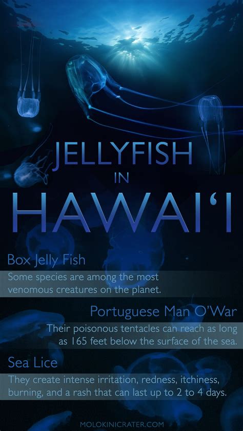 Jellyfish In Hawaii Box Jellyfish Portuguese Man Owar Sea Lice