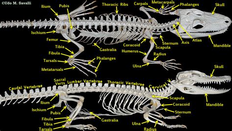 Bio370 Alligator Skeleton