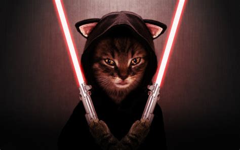 Sith Kitty Star Wars Catsstar Wars Cats