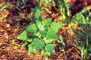 Nerium contains several toxic compounds, and it has historically been considered a poisonous plant.however, its bitterness renders it unpalatable to humans and most animals, so poisoning cases are rare and the general risk for human mortality is low. Selected Poisonous Plants of the Pacific Northwest ...