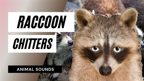 The Animal Sounds Raccoon Chitters Sound Effect Animation Youtube