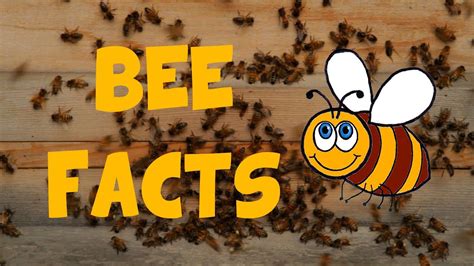 Facts Why Bee S Are So Important Get Planting Youtube