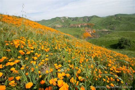Where To See Wildflowers In Chino Hills State Park California Through