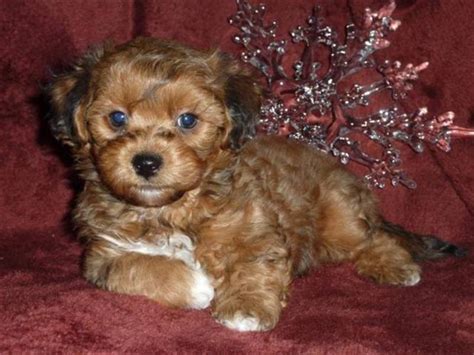 You will find shih tzu dogs for adoption and puppies for sale under the listings here. Bichon/Shih-tzu/Yorkie Puppies! for sale in Calgary ...