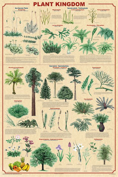 Plant Kingdom Posterone Of Many Educational Posters