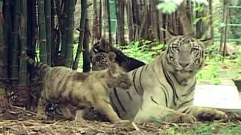 Saving Tigers From Brink Of Extinction Fox News Video