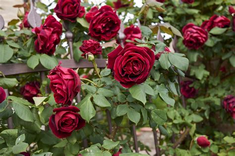 How To Train Climbing Roses Garden Blog At