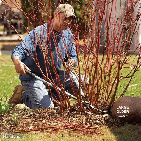 Prune One Third Of A Bushs Canes How To Trim Bushes Prune Shrubs