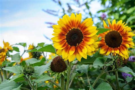 Kansas is the sunflower state. Growing Sunflowers From Seed - BBC Gardeners' World Magazine