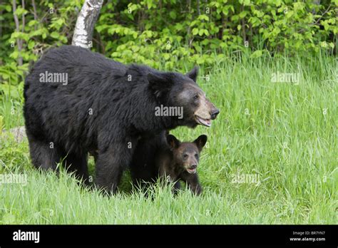 Black Bear Ursus Americanus Mother Standing In Long Grass With Her