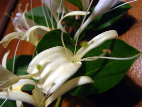 White Fragrant Flowers Flowers Forums