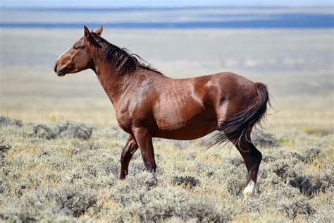 Pilot Butte Wild Horse White Mountain Rock Springs Wyomi Flickr