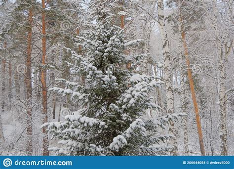 Siberian Winter Forest With Pine Trees On Slope Stock Photo Image Of