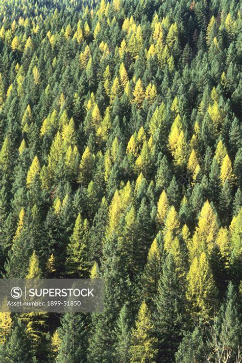 Idaho Evergreen Forest Superstock