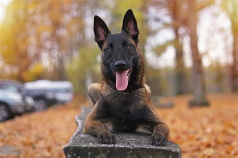 Black And Brown Dogs With Pointy Ears