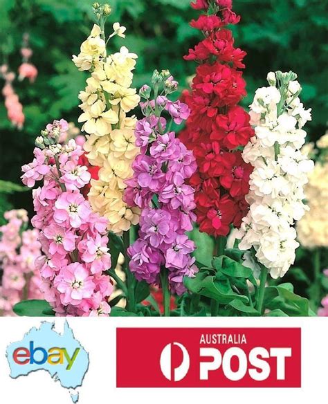 Stock Giant Imperial Mixed Flower 150 Seeds Australian Stock Ebay