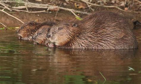 Dam Fine Estate Owners Across Uk Queue Up To Reintroduce Beavers