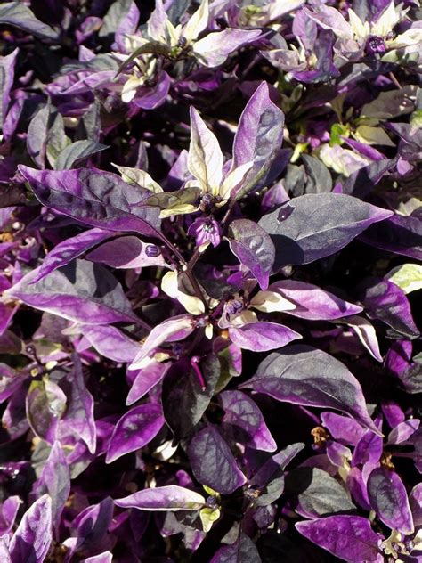 2020 Is The Year For Purple Put A ‘purple Flash In Your Landscape