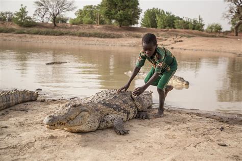 Sacred Snappers The African Village Where Crocodiles Are Revered