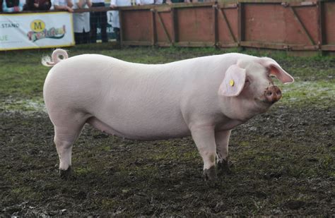 Yorkshire Pigs Calverts Livestock Lowdown Large Animals Animals And