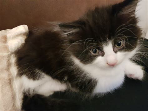 6 Part Norwegian Forest Kittens For Sale Mixed Breed For Sale Near Me