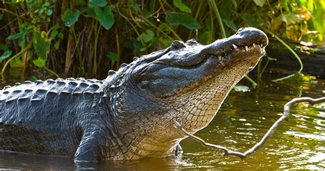 Mdwfp Application Process For Alligator Hunting Season Ends June 7