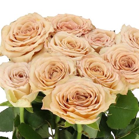 ROSE BAILEY 60cm Wholesale Dutch Flowers Florist Supplies UK