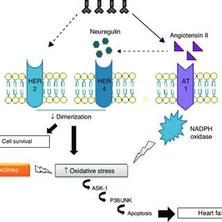 Risk Factors Associated With Anthracycline Induced Cardiotoxicity