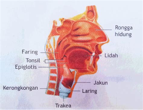 Sistem Pencernaan Dan Organ Pencernaan Pada Manusia Lengkap Dengan