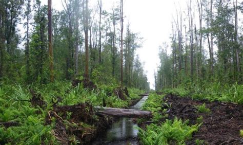 Persebaran Lahan Gambut Di Indonesia Dan Potensinya Agrozine