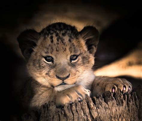 Cute Lion Cubs Wallpapers