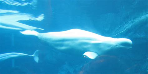Mermaid Or Beluga Whale