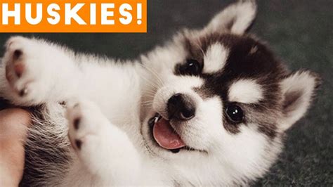 The Funniest And Cutest Husky Compilation Of 2018 Funny