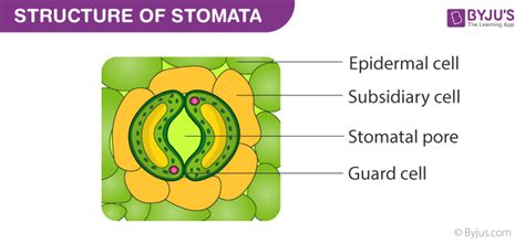 What Is The Function Of Stomata In Leaf A Plant