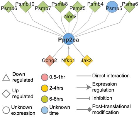 ppp2ca and its potential role in immunoproteasome regulation the download scientific diagram