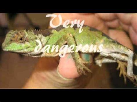 Top 10 Most Dangerous Lizard - YouTube