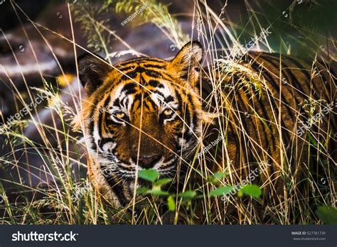 Scary Eye Royal Bengal Tiger Named Stock Photo 527781739 Shutterstock
