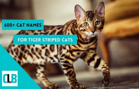 600 tiger striped cat names for both male and female kitties