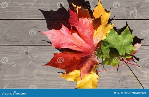 Autumn Leaves Maple Yellow Green Purple Golden Stock Image