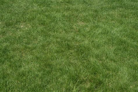 Free Photo Grass Texture Soil Outdoor Outdoors Free Download