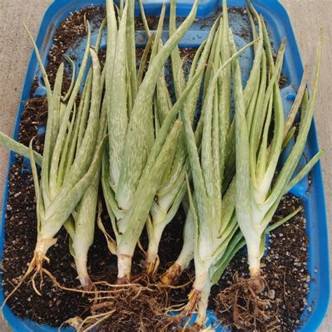 Outdoor Gardening Plants Aloe Vera Plant Shipped Bare Root Ferns
