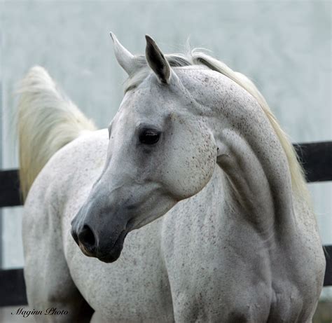 Arabian Horses Breed Characteristics Horse Breeds Arabian Horse Horses