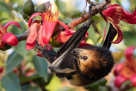 Iucn Calls For An End To Culls Of The Mauritius Fruit Bat Iucn