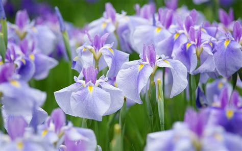 Irises Purple Green Flower Pink Field Iris Hd Wallpaper Peakpx